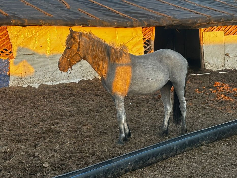 Продам жеребчика