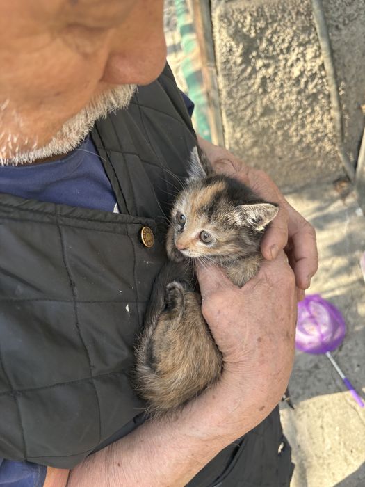 Котята в добрве руки