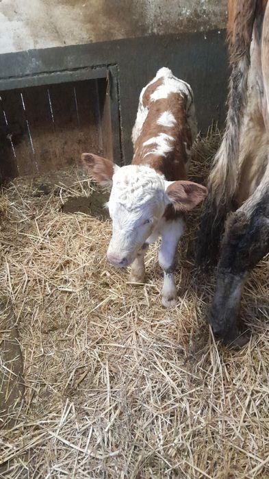 Vitea șută bună de prăsilă?