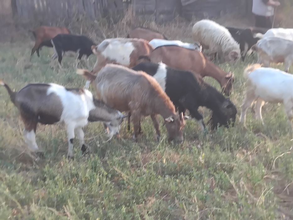 Capre de vanzare