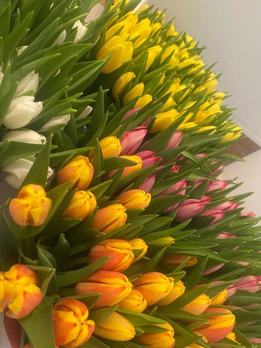 Тюльпаны Астана Оптом Голландия и Беларусь