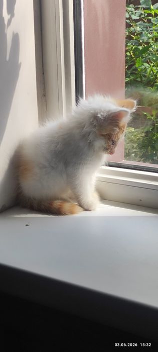 Очаровательный котёнок