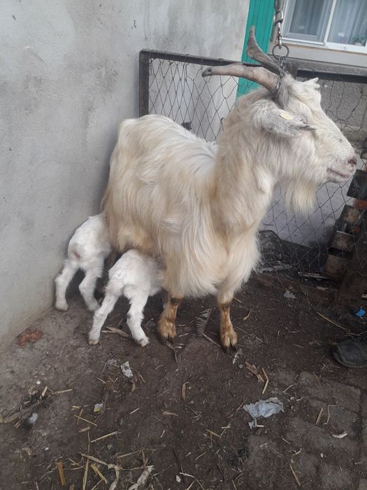 Vânt capră cu doi iezi