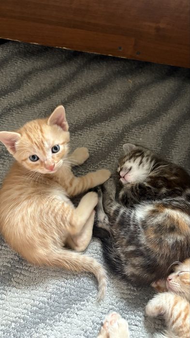 Отдаю котят в любящие семьи