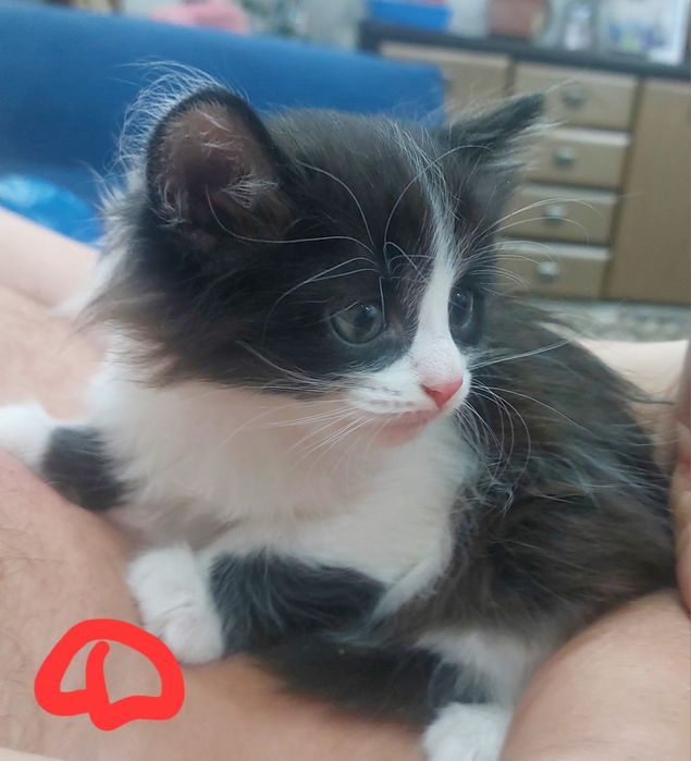 Отдам котят  2 дев. 2 маль.