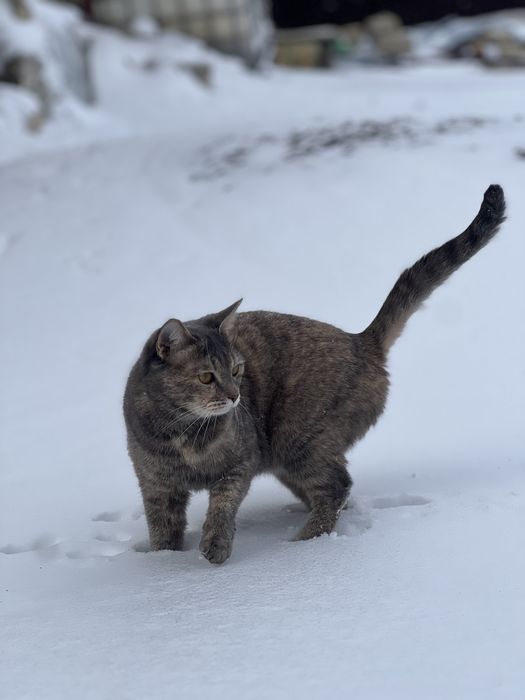 Отдам кошек в добрые руки