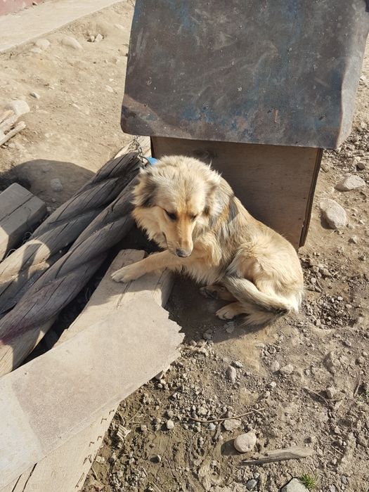 Клика Макс 1.3 месяца отдам даром