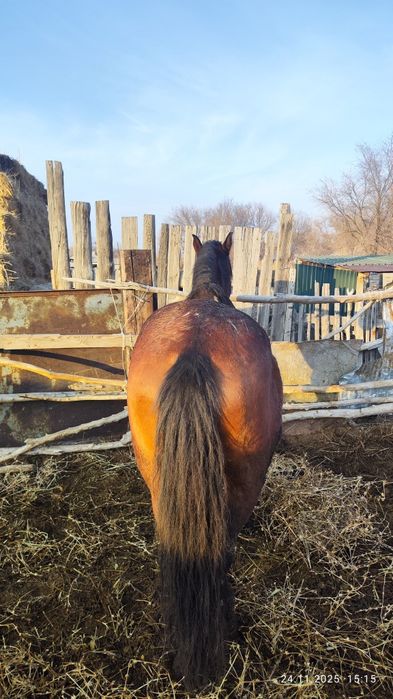 Соғым сатылады 2 бас, семыз жылқы