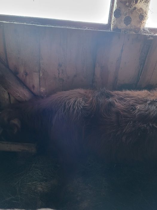 Tauras angus in jur de 200 kg