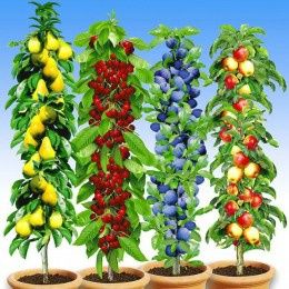 Pomi fructiferi columnari