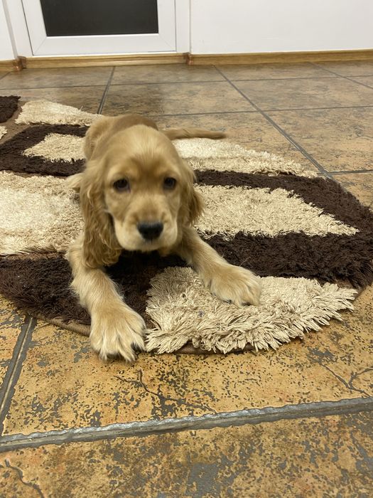 Cocker Spaniel baiat auriu