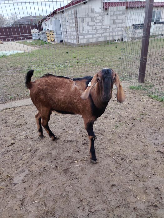 Vând țap Aglo Nubian rasă pură cu pedigree, vârsta 1 an