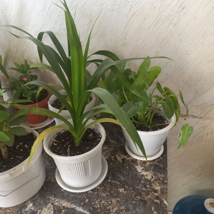 Продается комнатные цветы, бөлме гүлдері сатылады.