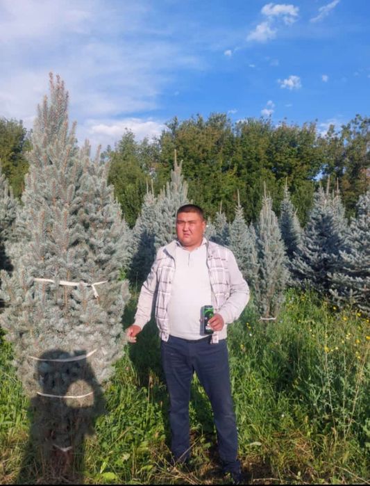 Ель газон саженцы