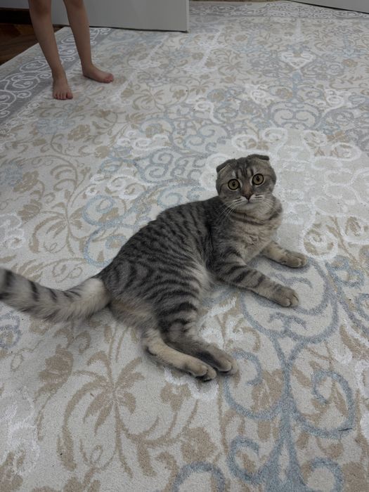 Мысық сатамын 10.000тг