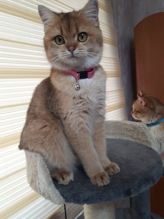 Продаются британские котята,золотые шиншиллы