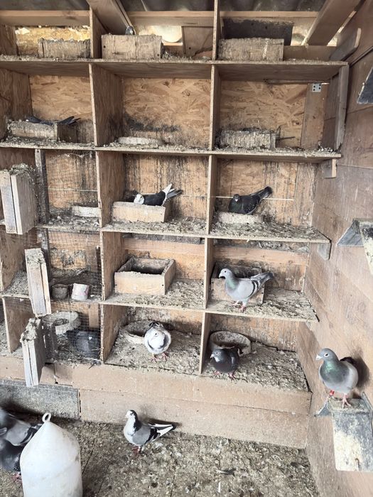 Desfiintez voliera porumebi