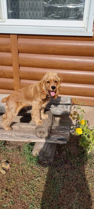 Английский кокер спаниель