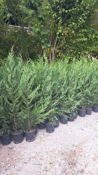 Tuia globular, leylandi, spirală, catalpa, brazi