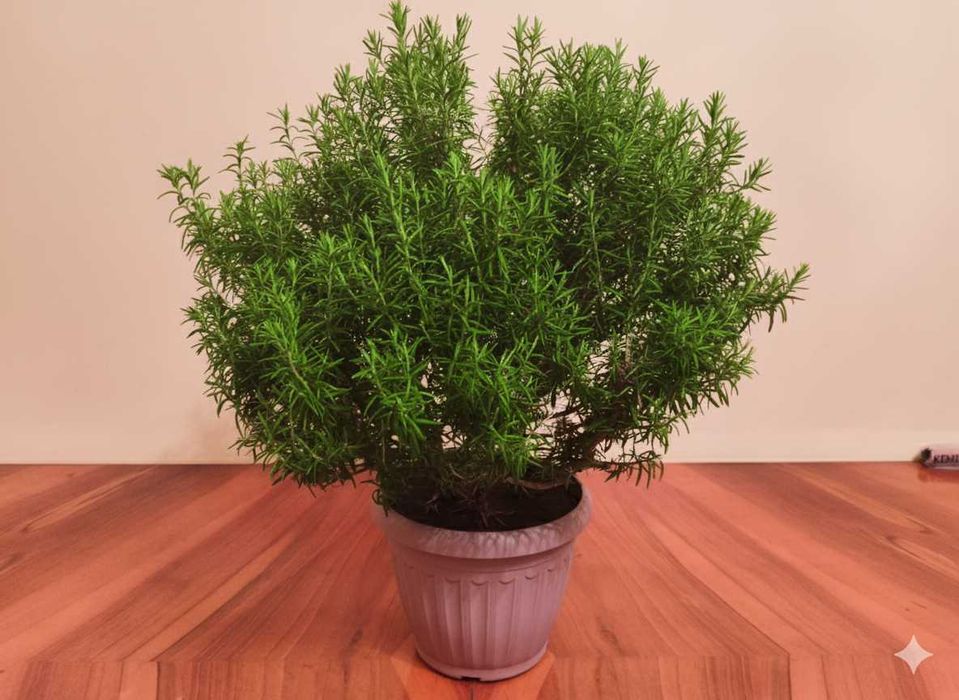 Продам розмарин .