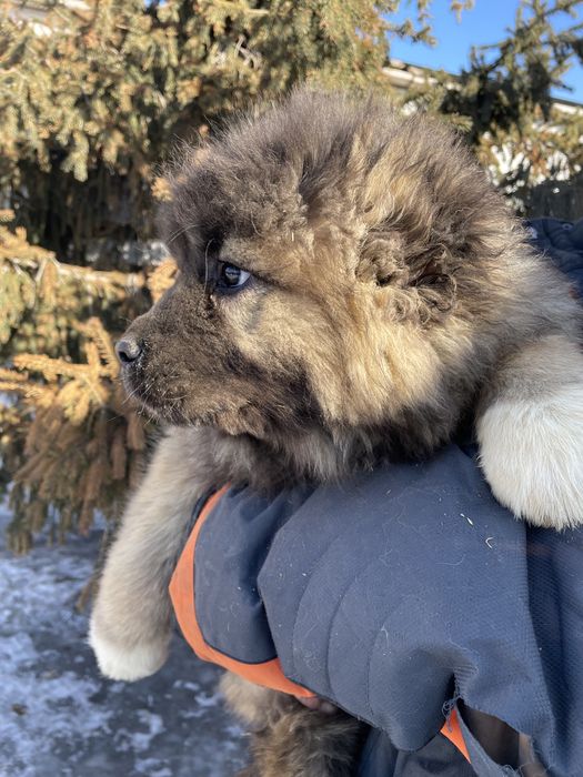 Щенки кавказской овчарки