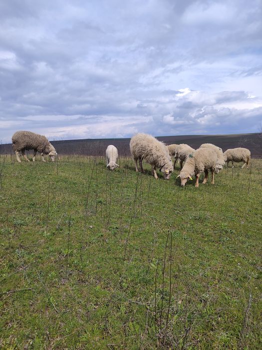 Vind 240 de oi cu tot cu cirlani