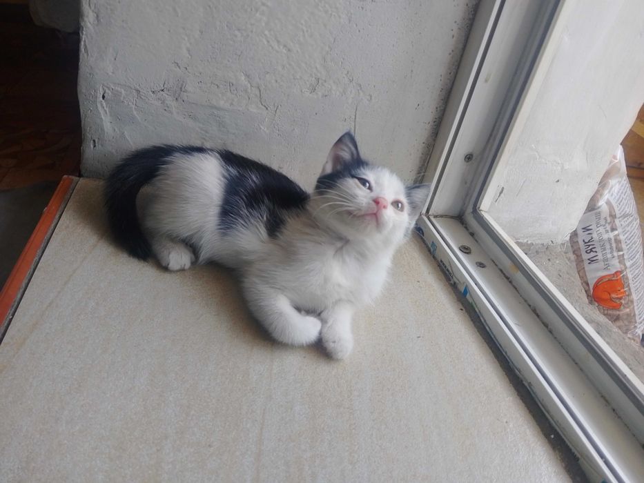 котята отдам котят