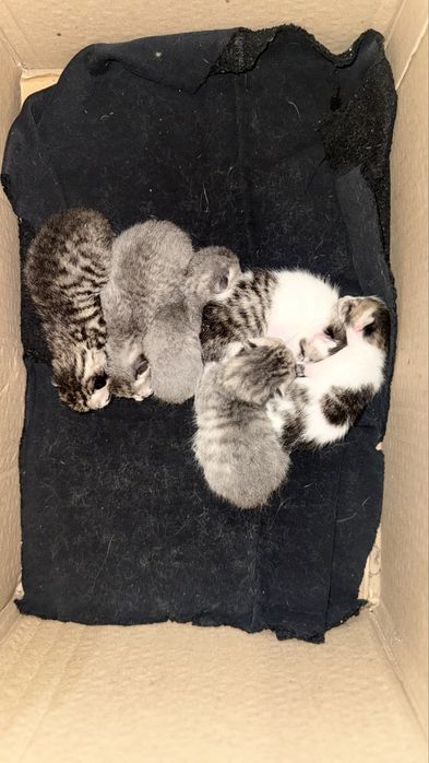 Отдам котят красивые родились 13 февраля