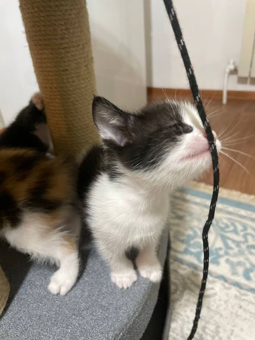 Отдам котят в добрые руки