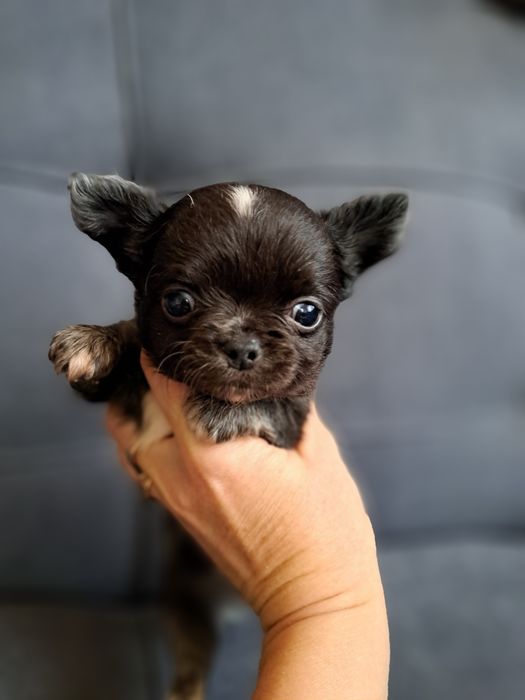 Продам мини Чихуахуа