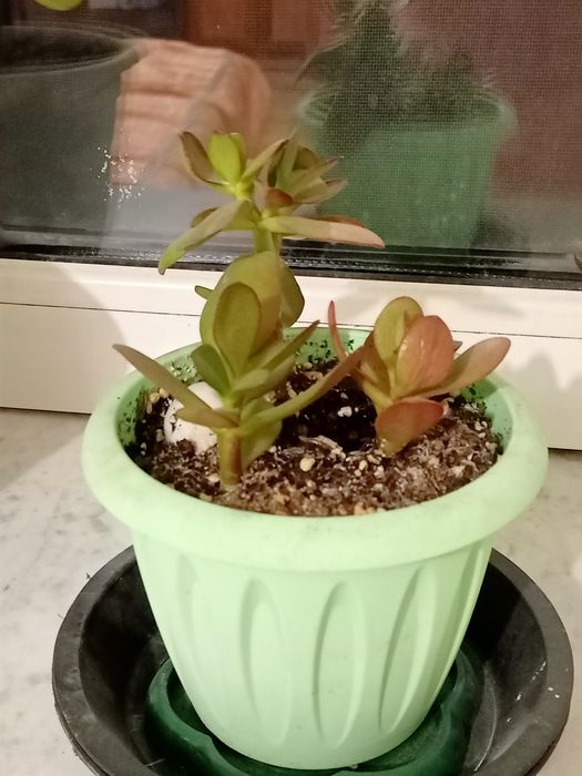 Продаю, Цветы комнатные