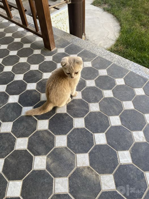 Golden Scottish Fold
