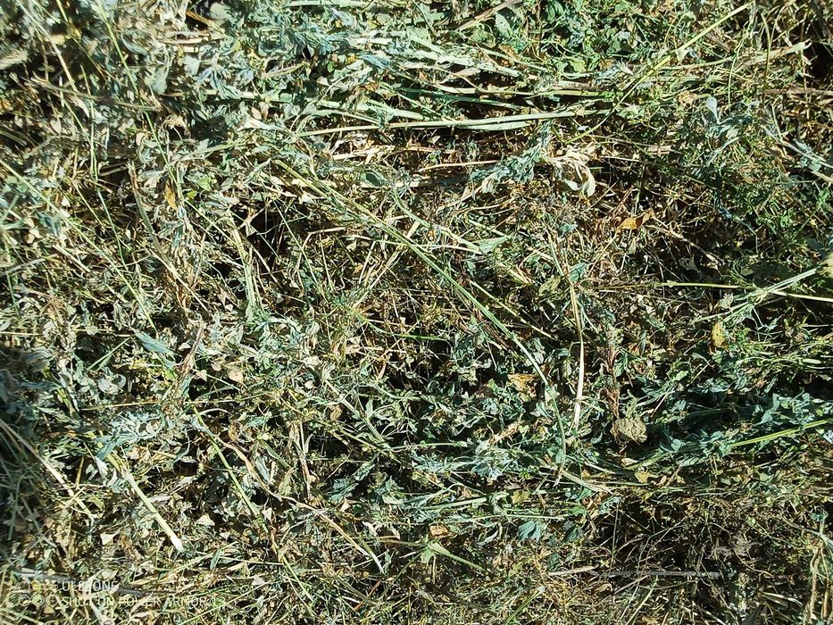 Рулонни бали люцерна,сено,овес,просо,грах и други  култури