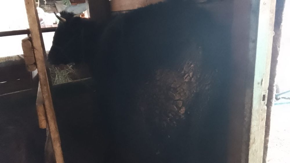 Телка алатаусементал