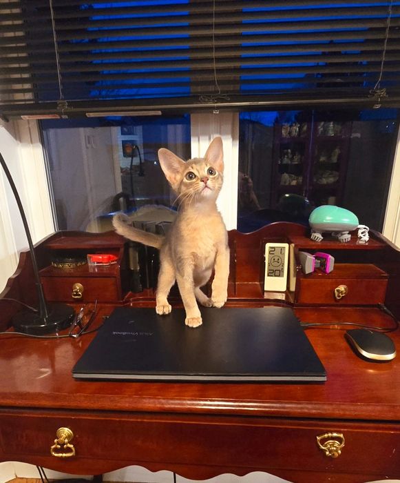 Абиссинские котята