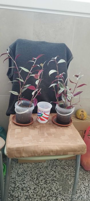 Филодендрон (Philodendron) / Сингониум (Syngonium)