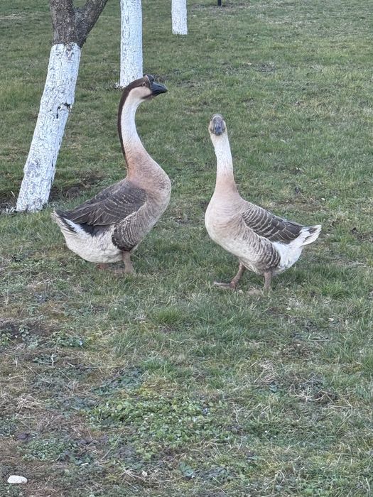 Pereche gâște africane
