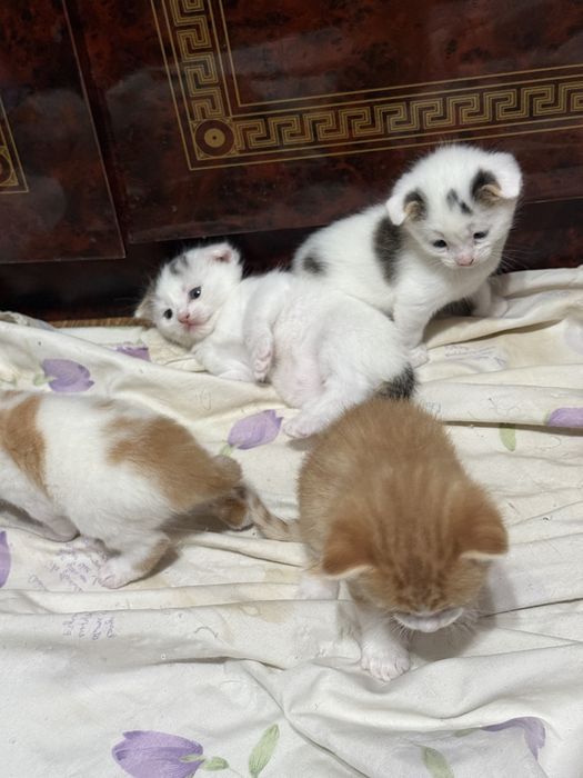 котята вислоухие
