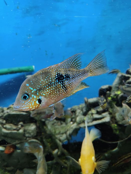 Рыбки парные рыбки.