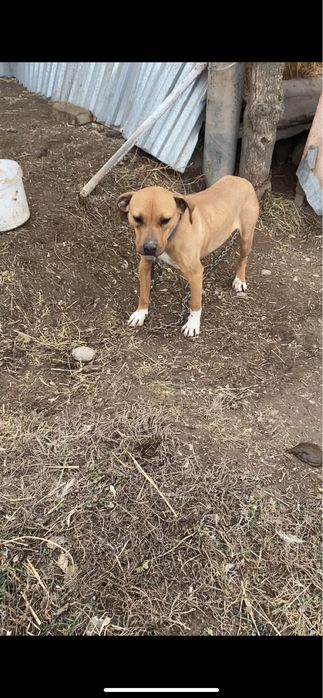 Продам питбуль девочка