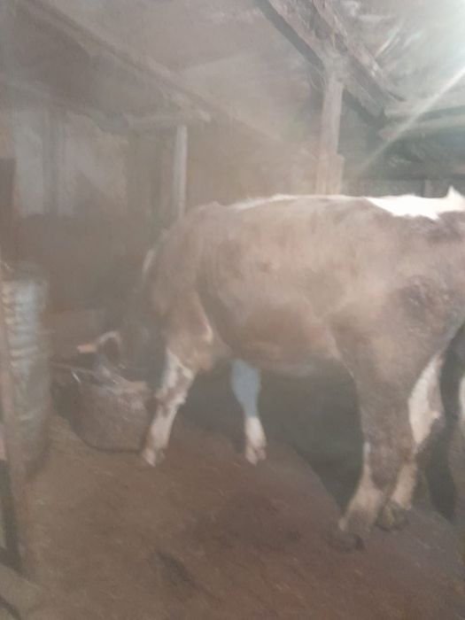 Продам быка 1год 3месяца