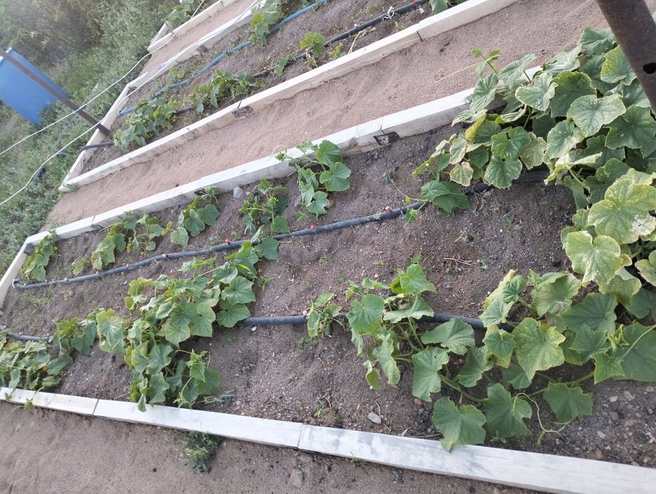 Дача на первой водоколонке