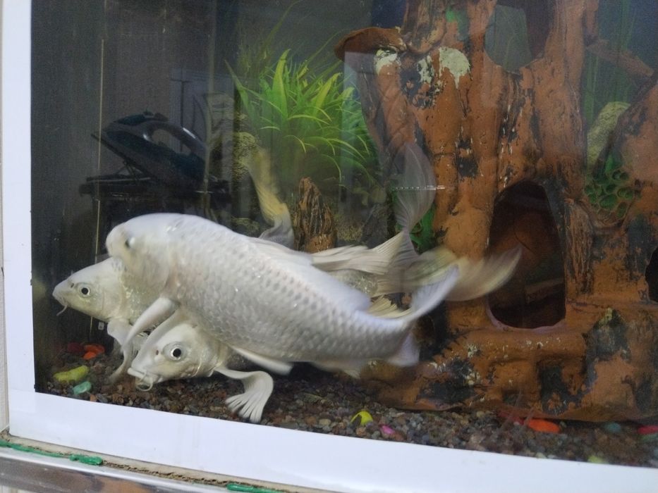 Koya platina baliqlar