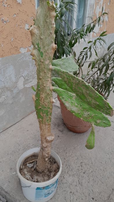 продается цветы опунция кактусы