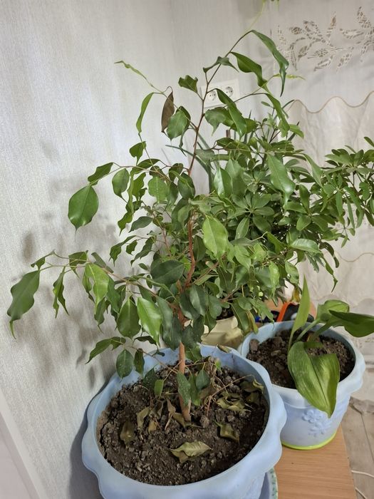 Продам цветы домашние.