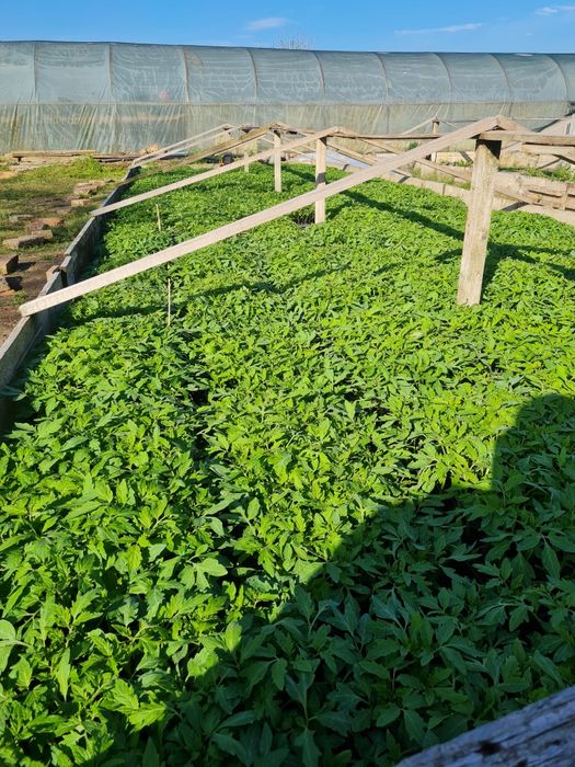 Rasaduri de Rosii de vanzare