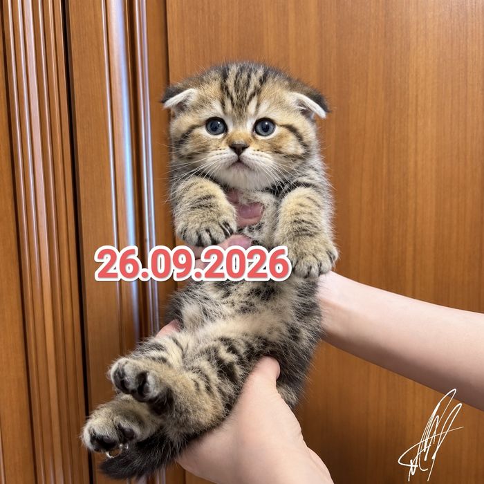 Вислоухие Шотландские котята