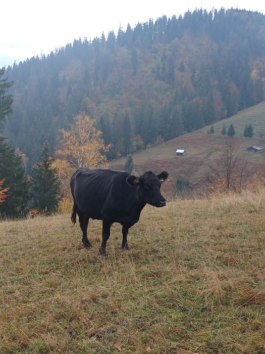De vânzare un tăuraș și 3 vaci bune de ținut
