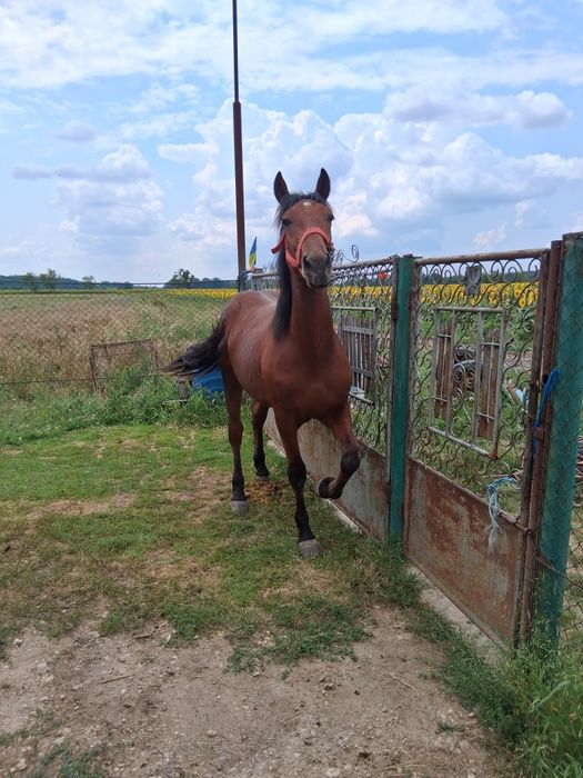 Vând cârlan de 1 an jumate