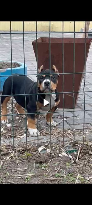 Американский булли